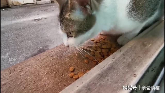 震撼！流浪猫生产后神秘举动，小猫崽命运引关注_贯彻落实