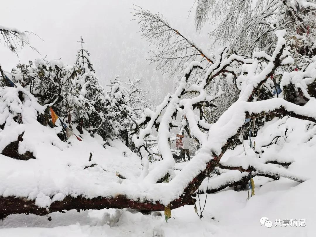 云南雨崩景区突发雪崩！游客惊险尖叫躲避，究竟发生了什么？_解答解释落实