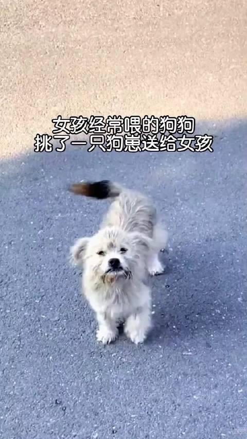 女孩偶遇路边萌犬，夸赞间意外遇见狗界明星父母——一段跨越物种的情感奇缘_反馈执行和落实力