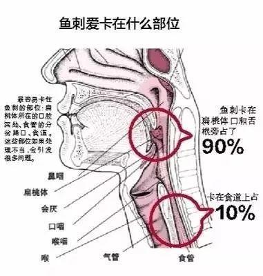 女子暴食催吐误咽牙刷真相揭秘，惊魂一刻背后的健康警示_精准落实