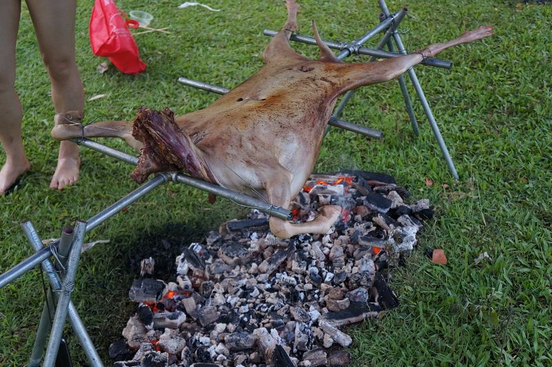 露营烤牛肉被牛吃光，一场意外的美味争夺战！_反馈记录和整理