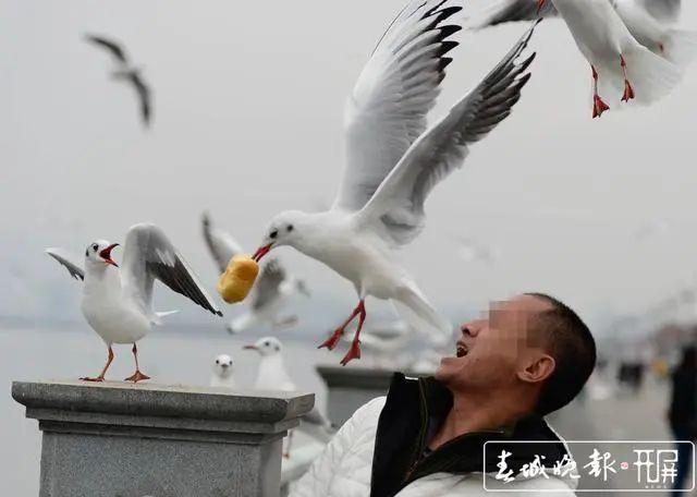 惊呆！萌娃喂海鸥竟被反投喂，暖心一幕让全网沸腾！_全面解答落实