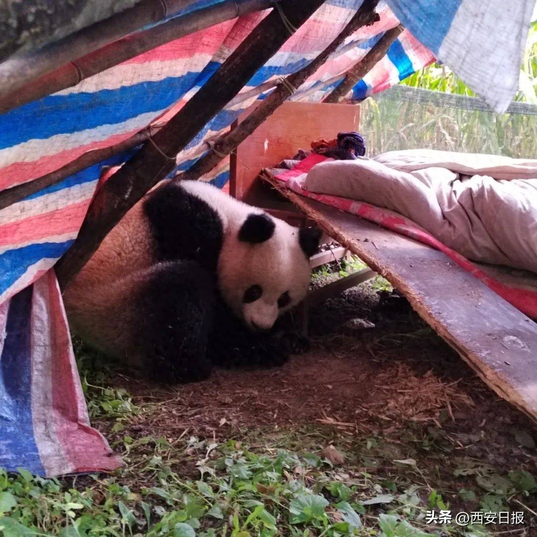 四川凉山野生大熊猫下山去村里串门